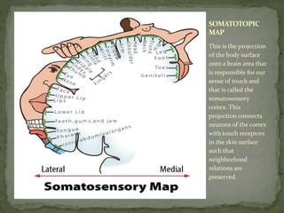 Somatic Development Map The brain motor centers and descending pathways | PPTX