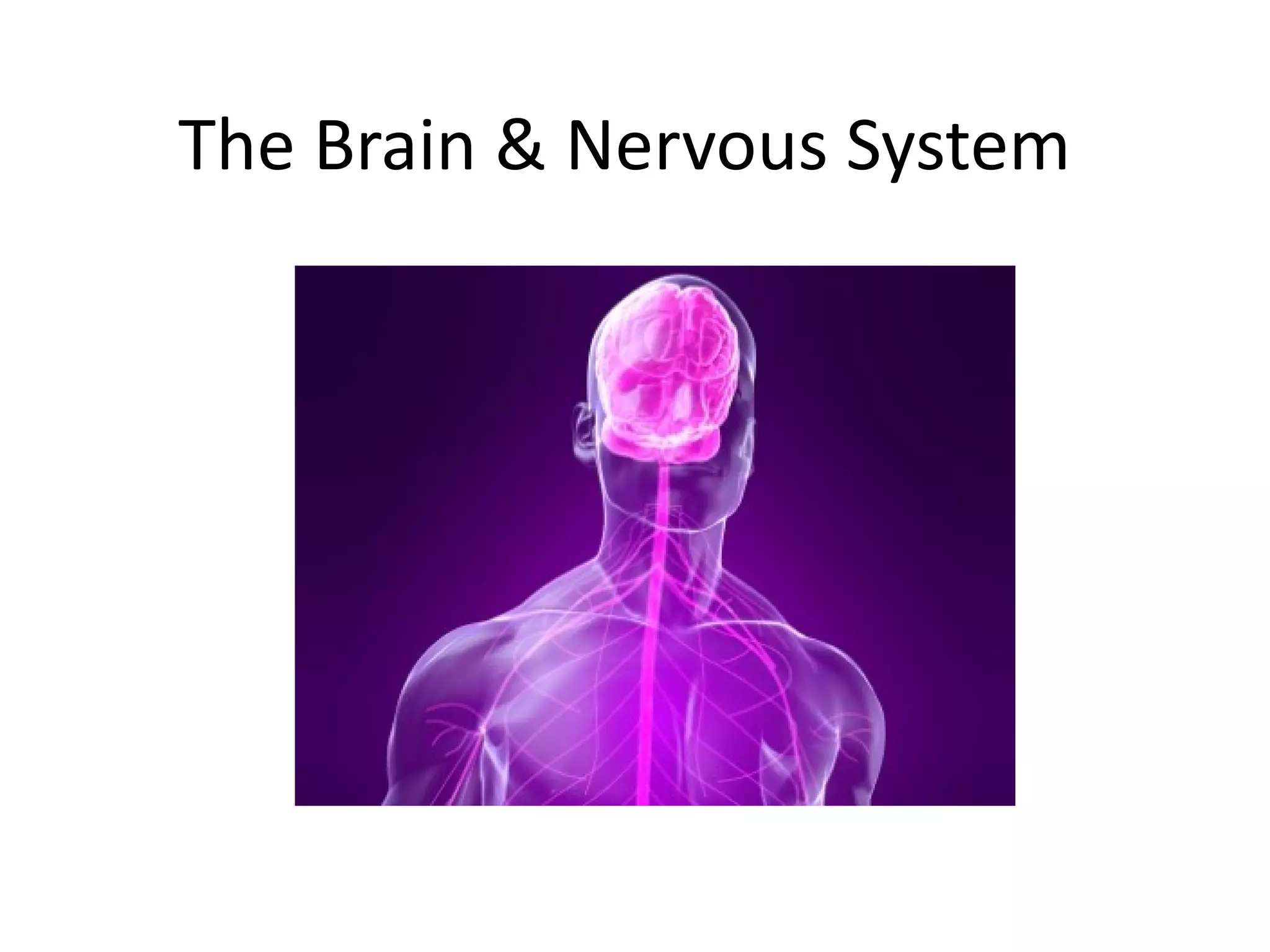The Brain & Nervous System 
