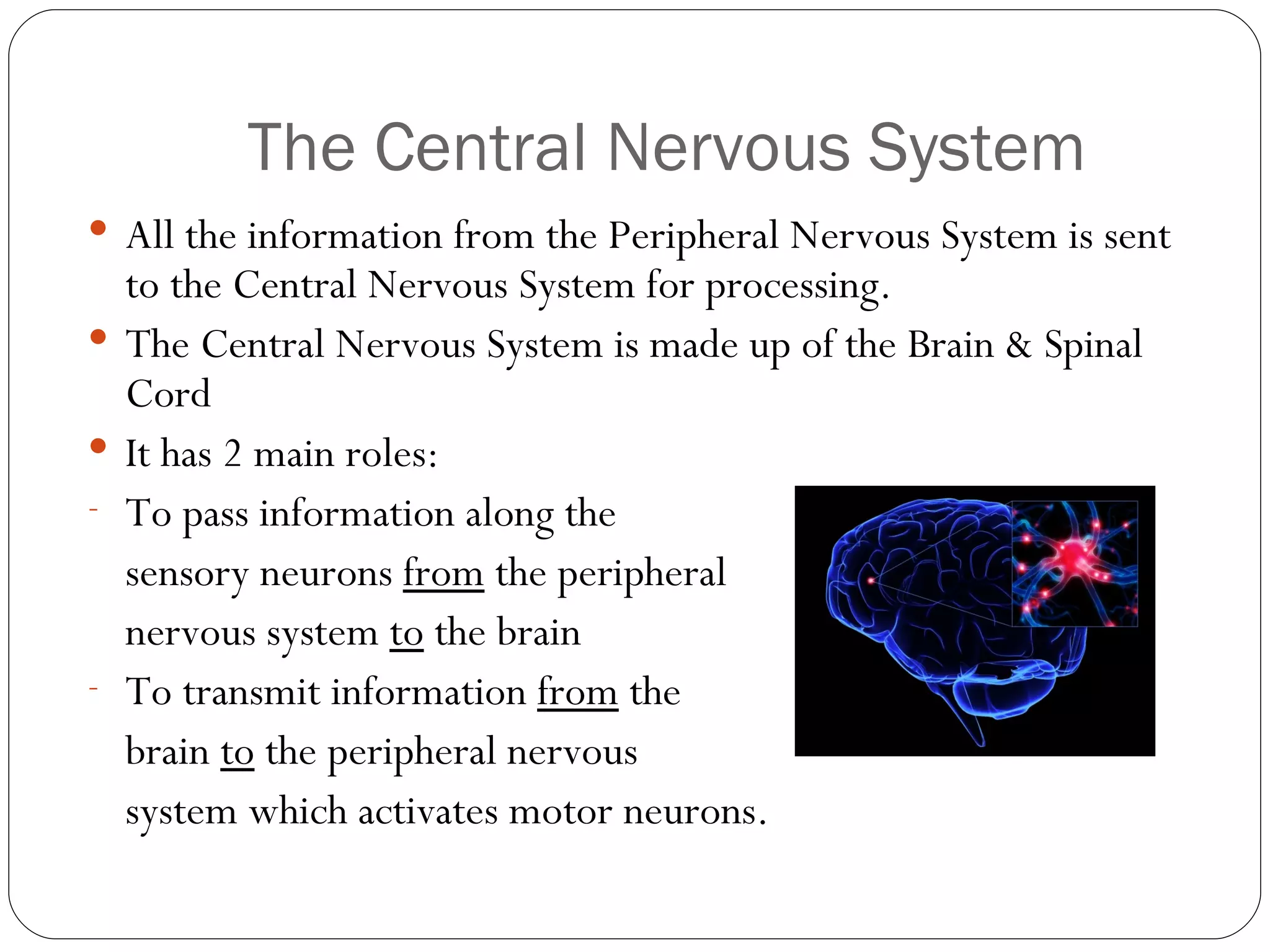 The Central Nervous System All the information from the Peripheral Nervous System is sent to the Central Nervous System for processing. The Central Nervous System is made up of the Brain & Spinal Cord It has 2 main roles: To pass information along the  sensory neurons  from  the peripheral  nervous system  to  the brain To transmit information  from  the  brain  to  the peripheral nervous  system which activates motor neurons. 