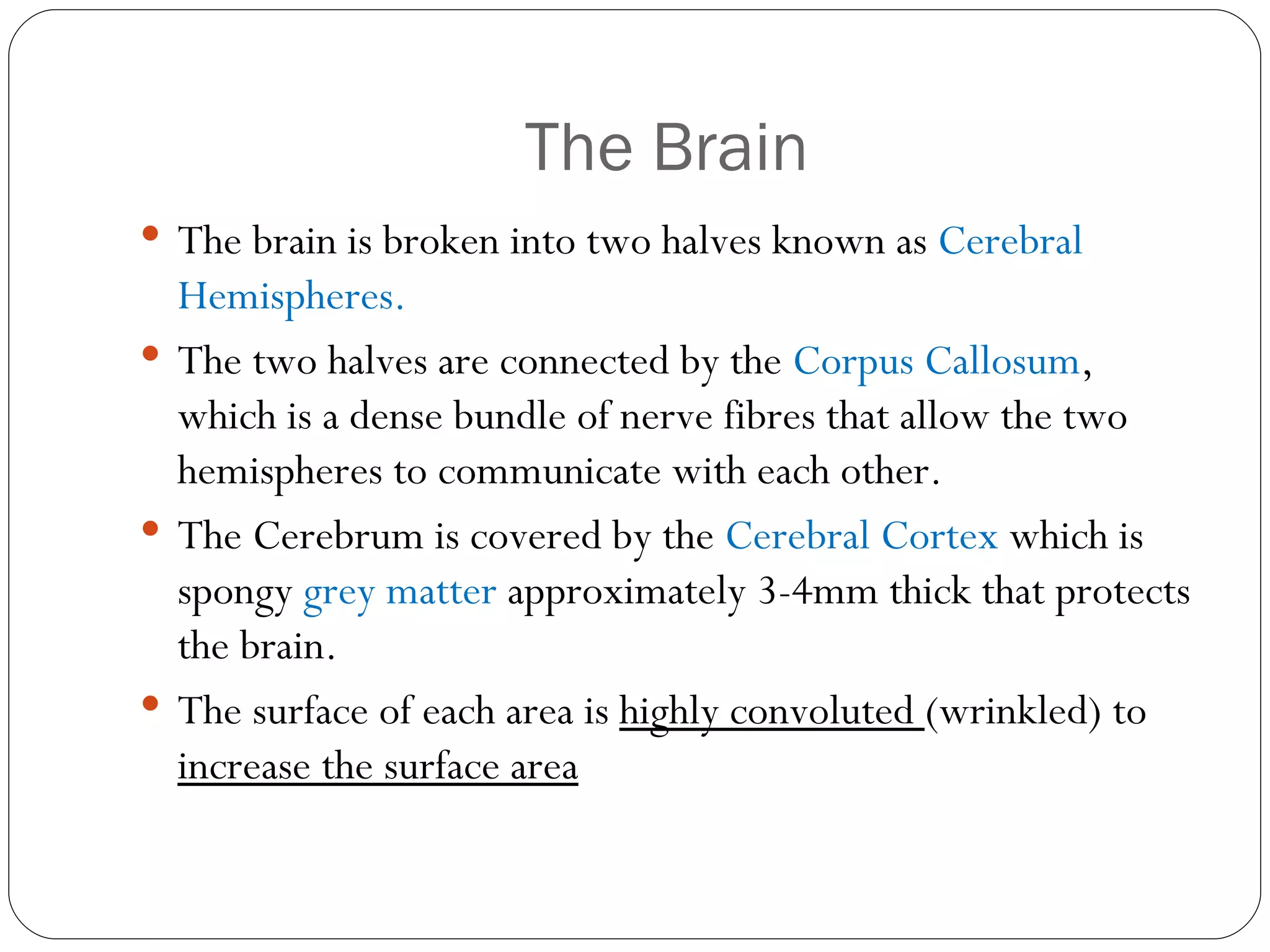 The Brain The brain is broken into two halves known as  Cerebral Hemispheres. The two halves are connected by the  Corpus Callosum , which is a dense bundle of nerve fibres that allow the two hemispheres to communicate with each other. The Cerebrum is covered by the  Cerebral Cortex  which is spongy  grey matter  approximately 3-4mm thick that protects the brain. The surface of each area is  highly convoluted  (wrinkled) to  increase the surface area 