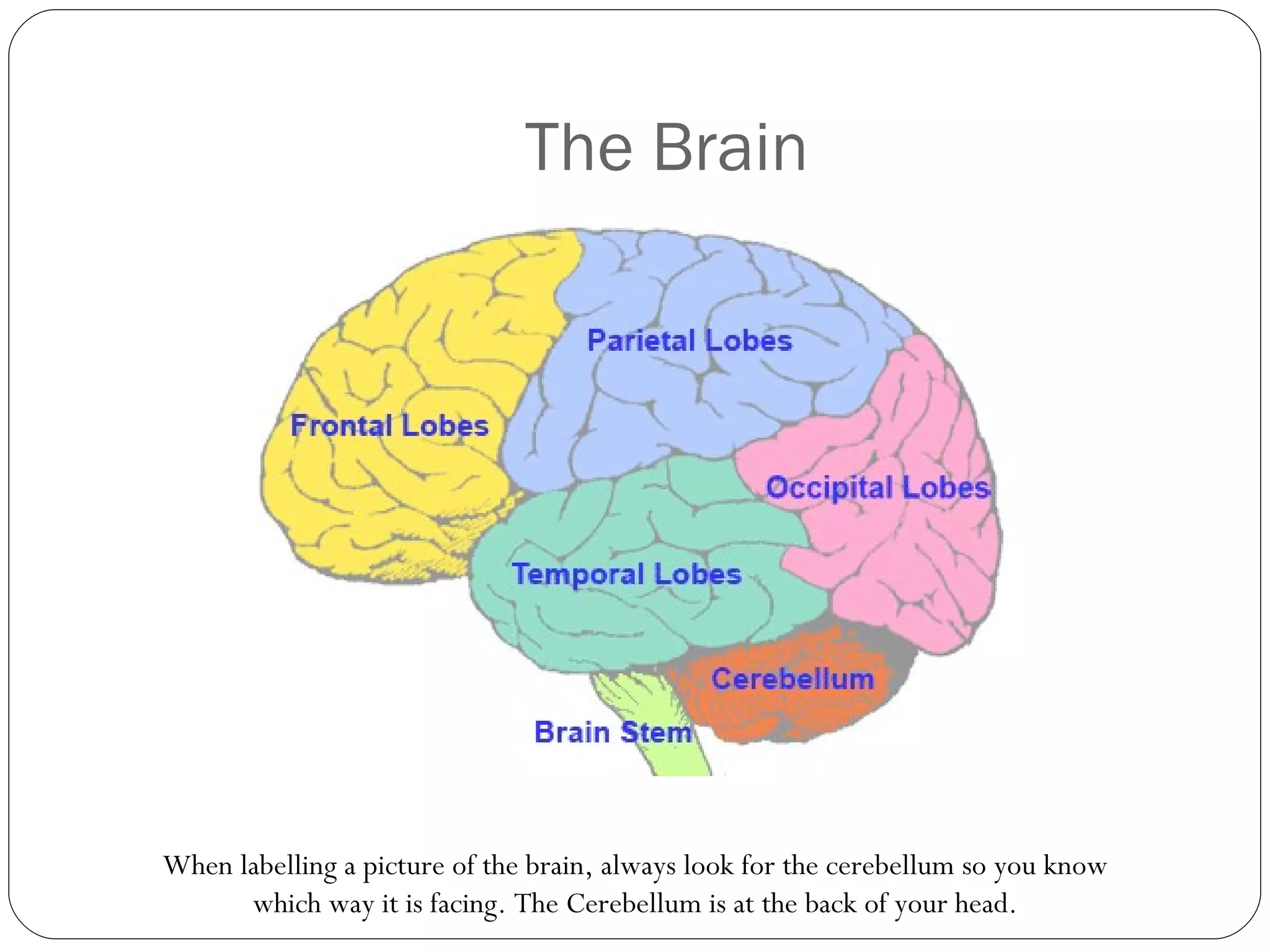The Brain When labelling a picture of the brain, always look for the cerebellum so you know which way it is facing. The Cerebellum is at the back of your head. 
