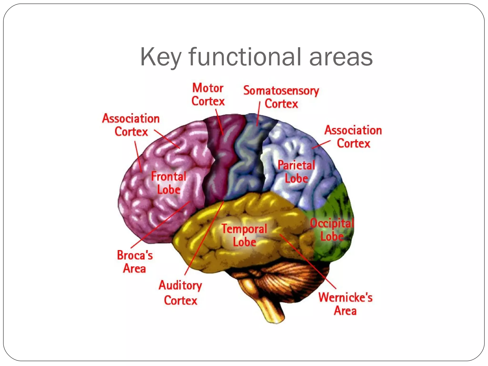 Key functional areas 