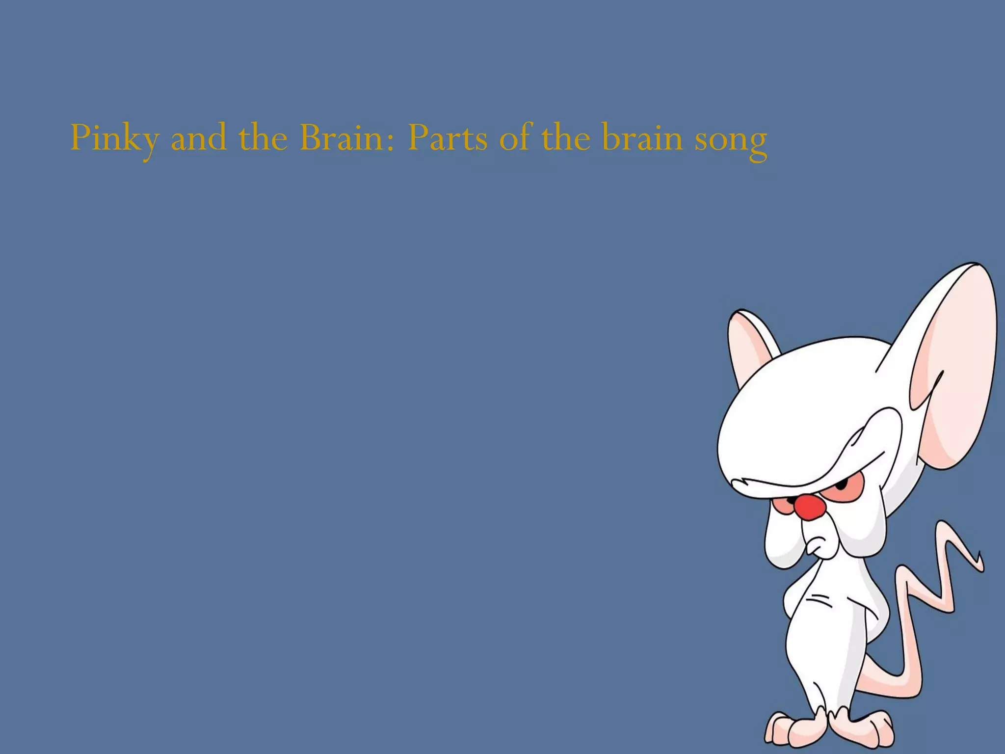 Pinky and the Brain: Parts of the brain song 
