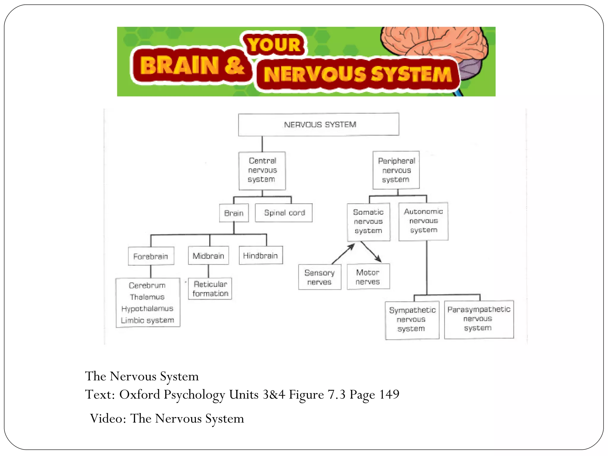Video: The Nervous System The Nervous System Text: Oxford Psychology Units 3&4 Figure 7.3 Page 149 