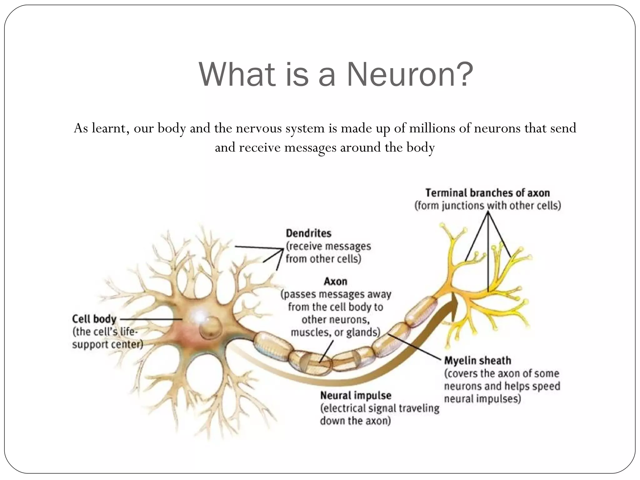 What is a Neuron? As learnt, our body and the nervous system is made up of millions of neurons that send and receive messages around the body 