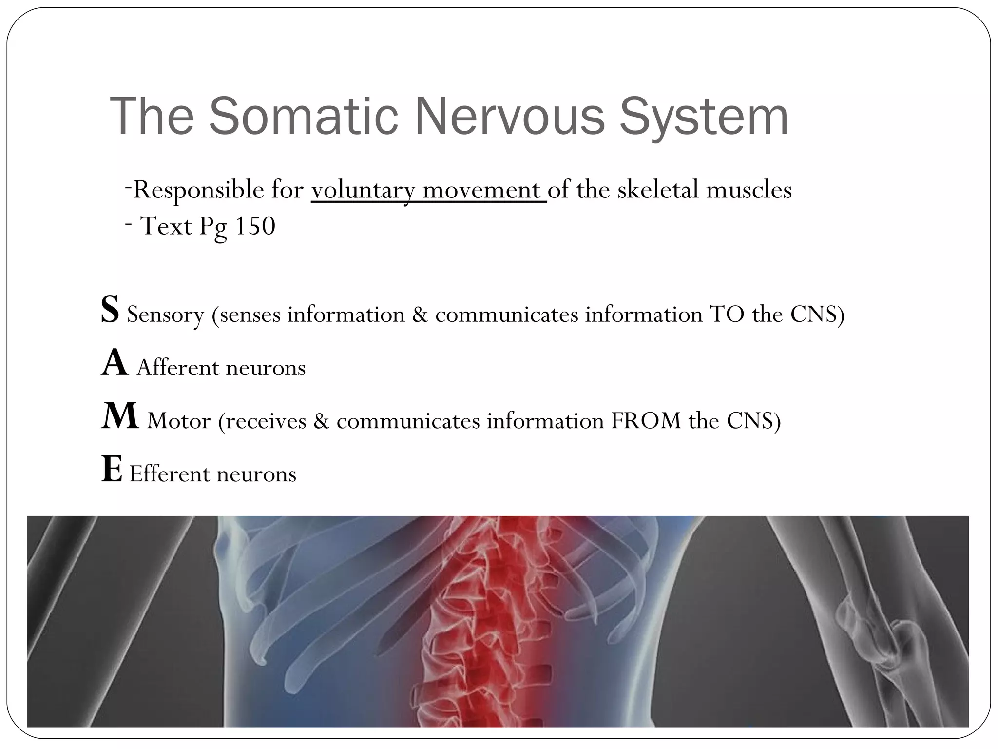 The Somatic Nervous System S   Sensory (senses information & communicates information TO the CNS) A   Afferent neurons  M   Motor (receives & communicates information FROM the CNS) E   Efferent neurons Responsible for  voluntary movement  of the skeletal muscles Text Pg 150 