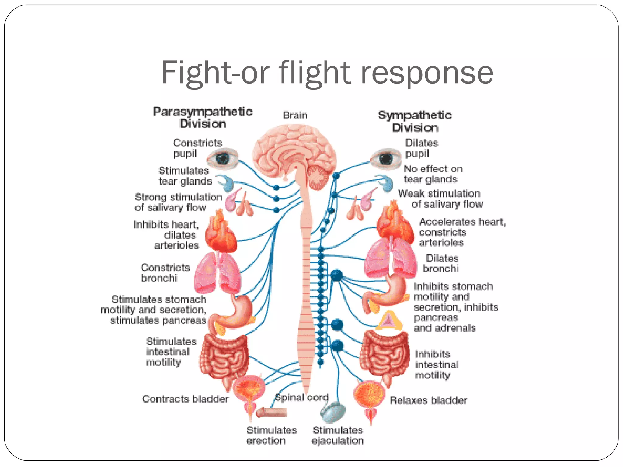 Fight-or flight response 