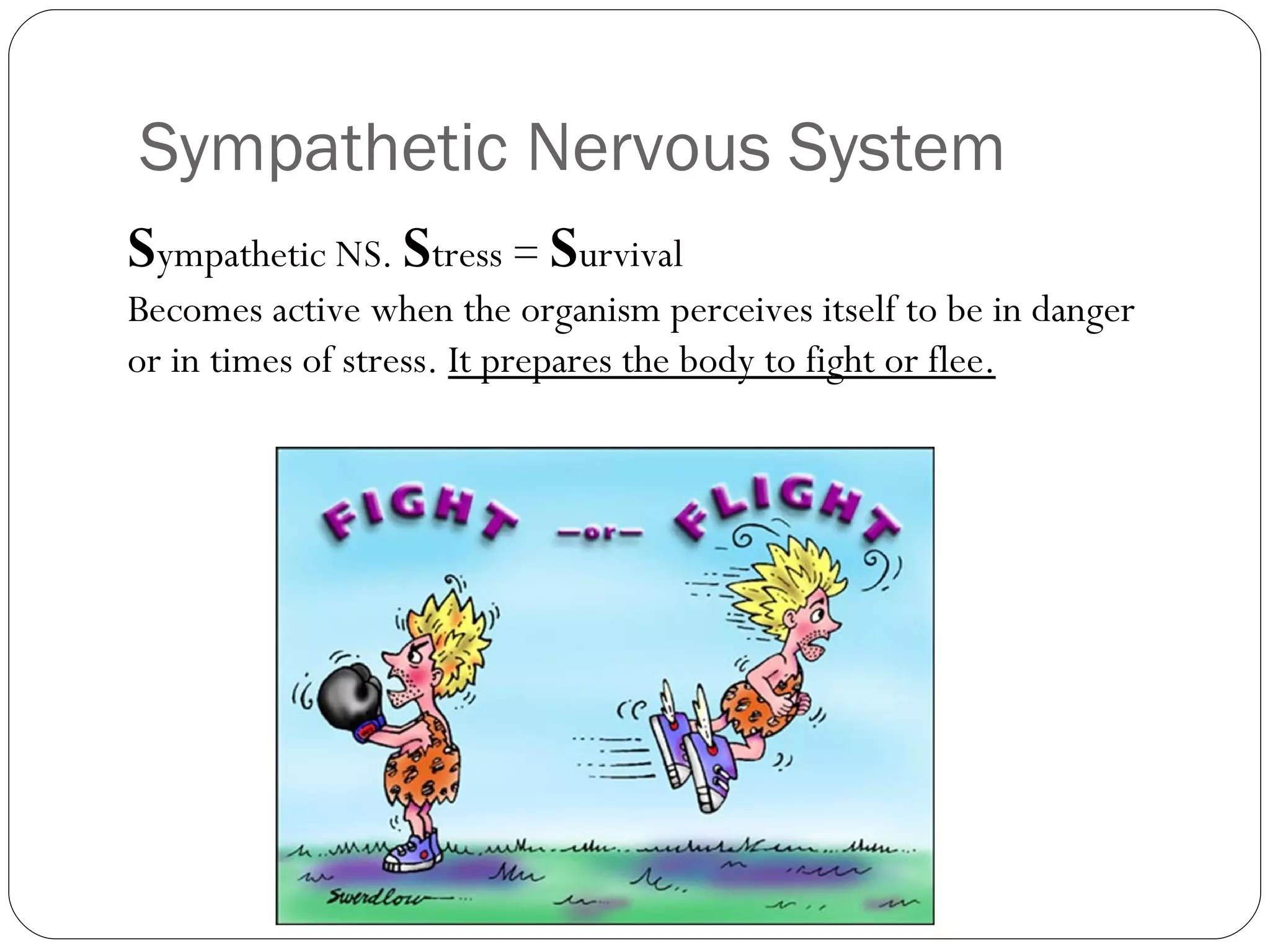 Sympathetic Nervous System S ympathetic NS.  S tress =  S urvival Becomes active when the organism perceives itself to be in danger or in times of stress.  It prepares the body to fight or flee. 