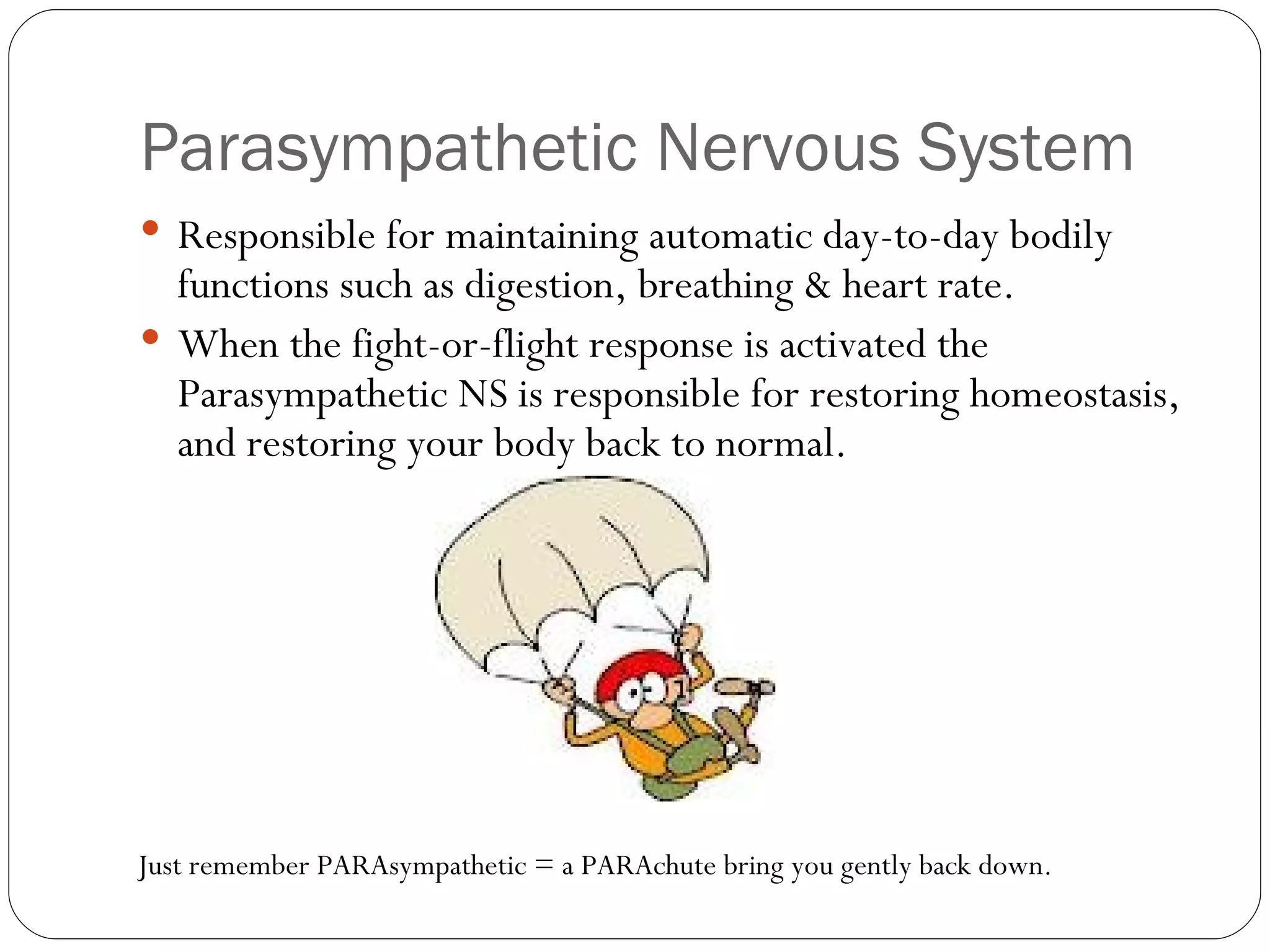Parasympathetic Nervous System Responsible for maintaining automatic day-to-day bodily functions such as digestion, breathing & heart rate. When the fight-or-flight response is activated the Parasympathetic NS is responsible for restoring homeostasis, and restoring your body back to normal. Just remember PARAsympathetic = a PARAchute bring you gently back down. 