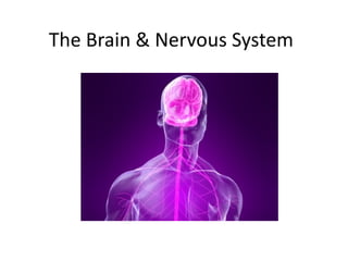 The Brain & Nervous system Slide 1