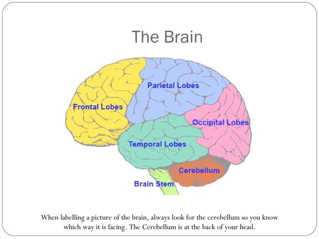 The Brain & Nervous system