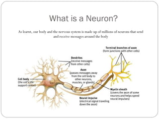 The Brain & Nervous system Slide 3
