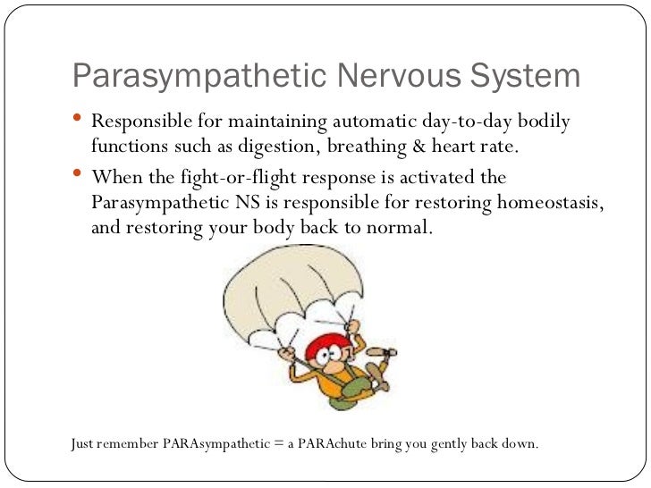 sympathetic nervous system function pdf