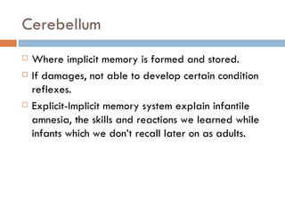 Cerebellum Where implicit memory is formed and stored. If damages, not able to develop certain condition reflexes. Explicit-Implicit memory system explain infantile amnesia, the skills and reactions we learned while infants which we dont recall later on as adults.  