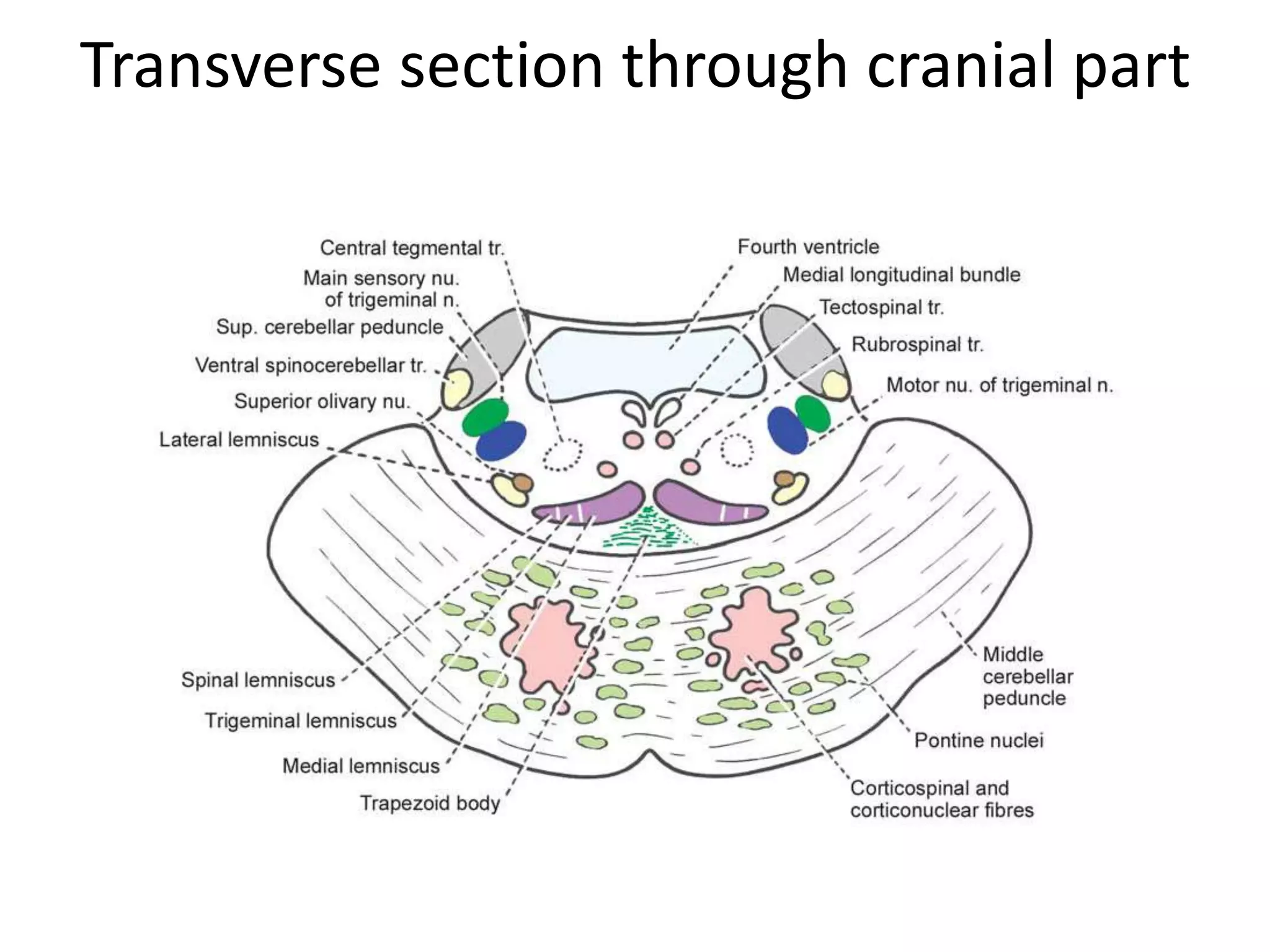 Transverse section through cranial part
 