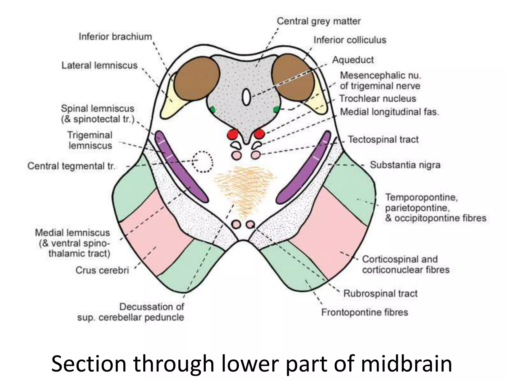 Section through lower part of midbrain
 