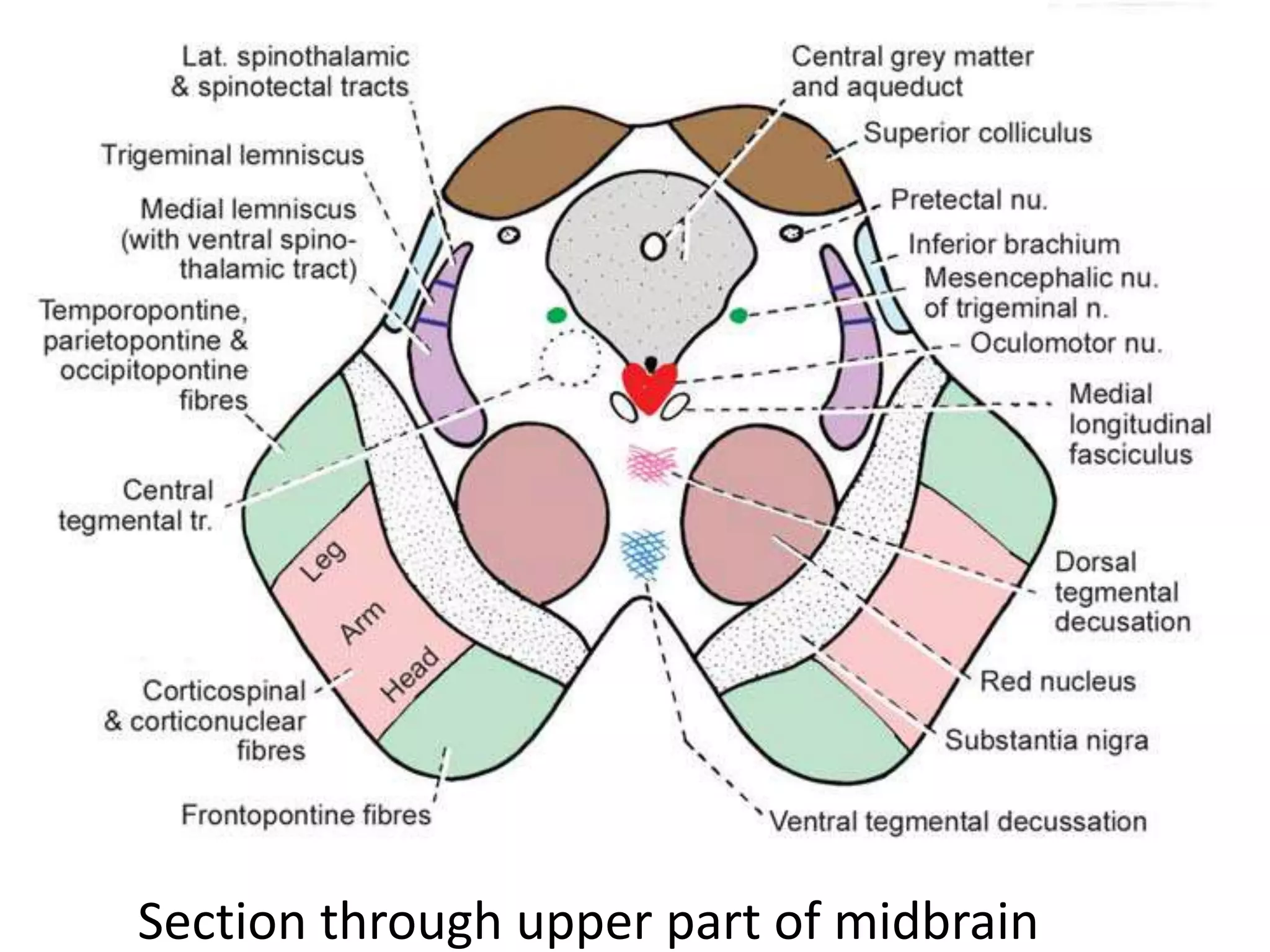 Section through upper part of midbrain
 
