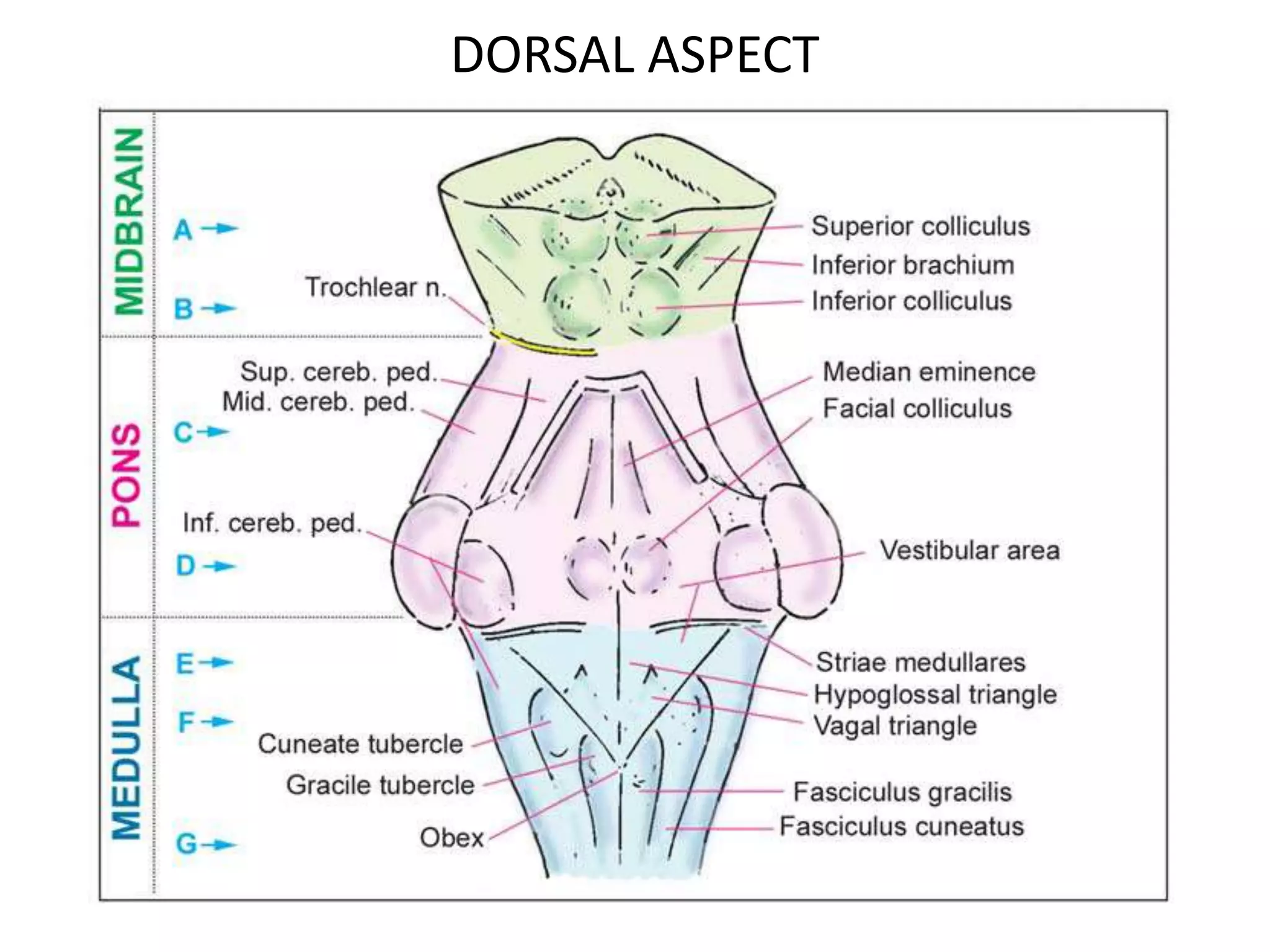 DORSAL ASPECT
 