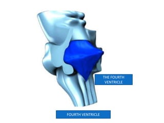 THE FOURTH
VENTRICLE
FOURTH VENTRICLE
 