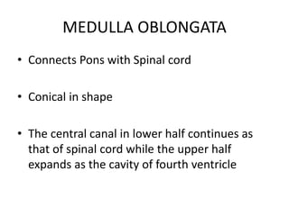 MEDULLA OBLONGATA
• Connects Pons with Spinal cord
• Conical in shape
• The central canal in lower half continues as
that of spinal cord while the upper half
expands as the cavity of fourth ventricle
 