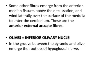 • Some other fibres emerge from the anterior
median fissure, above the decussation, and
wind laterally over the surface of the medulla
to enter the cerebellum. These are the
anterior external arcuate fibres.
• OLIVES = INFERIOR OLIVARY NUCLEI
• In the groove between the pyramid and olive
emerge the rootlets of hypoglossal nerve.
 