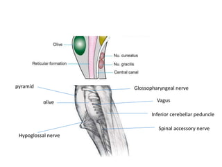 Hypoglossal nerve
pyramid
olive Vagus
Glossopharyngeal nerve
Inferior cerebellar peduncle
Spinal accessory nerve
 