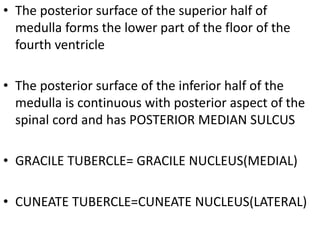 • The posterior surface of the superior half of
medulla forms the lower part of the floor of the
fourth ventricle
• The posterior surface of the inferior half of the
medulla is continuous with posterior aspect of the
spinal cord and has POSTERIOR MEDIAN SULCUS
• GRACILE TUBERCLE= GRACILE NUCLEUS(MEDIAL)
• CUNEATE TUBERCLE=CUNEATE NUCLEUS(LATERAL)
 