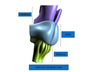PONS
MIDBRAIN
MEDULLA
PARTS OF THE BRAIN STEM
 