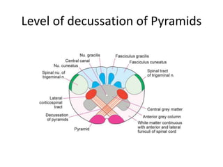 Level of decussation of Pyramids
 
