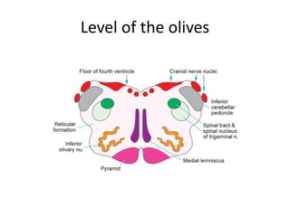 Level of the olives
 