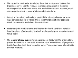 • The pyramids, the medial lemniscus, the spinal nucleus and tract of the
trigeminal nerve, and the reticular formation are present in the same
relative position as at lower levels. The medial lemniscus is, however, much
more prominent and is somewhat expanded anteriorly.
• Lateral to the spinal nucleus (and tract) of the trigeminal nerve we see a
large compact bundle of fibres. This is the inferior cerebellar peduncle
which connects the medulla to the cerebellum.
• Posteriorly, the medulla forms the floor of the fourth ventricle. Here it is
lined by a layer of grey matter in which are located several important cranial
nerve nuclei
• The inferior olivary nucleus forms a prominent feature in the anterolateral
part of the medulla at this level. It is made up of a thin lamina of grey matter
that is folded on itself like a crumpled purse. The nucleus has a hilum that is
directed medially.
 