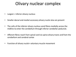 Olivary nuclear complex
• Largest = Inferior olivary nucleus
• Smaller dorsal and medial accessory olivary nuclei also are present
• The cells of the inferior olivary nucleus send fibres medially across the
midline to enter the cerebellum through inferior cerebellar peduncle.
• Afferent fibres reach from spinal cord via spino-olivary tracts and from the
cerebellum and cerebral cortex
• Function of olivary nuclei= voluntary muscle movement
 