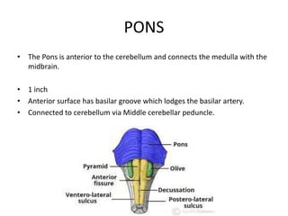 PONS
• The Pons is anterior to the cerebellum and connects the medulla with the
midbrain.
• 1 inch
• Anterior surface has basilar groove which lodges the basilar artery.
• Connected to cerebellum via Middle cerebellar peduncle.
 