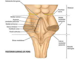 POSTERIOR SURFACE OF PONS
 