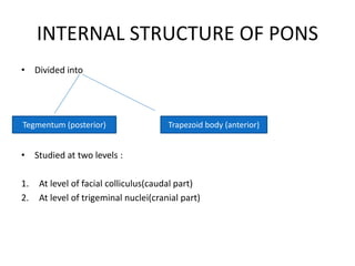 INTERNAL STRUCTURE OF PONS
• Divided into
• Studied at two levels :
1. At level of facial colliculus(caudal part)
2. At level of trigeminal nuclei(cranial part)
Trapezoid body (anterior)Tegmentum (posterior)
 