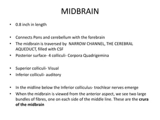 MIDBRAIN
• 0.8 inch in length
• Connects Pons and cerebellum with the forebrain
• The midbrain is traversed by NARROW CHANNEL, THE CEREBRAL
AQUEDUCT, filled with CSF
• Posterior surface- 4 colliculi- Corpora Quadrigemina
• Superior colliculi- Visual
• Inferior colliculi- auditory
• In the midline below the Inferior colliculus- trochlear nerves emerge
• When the midbrain is viewed from the anterior aspect, we see two large
bundles of fibres, one on each side of the middle line. These are the crura
of the midbrain
 