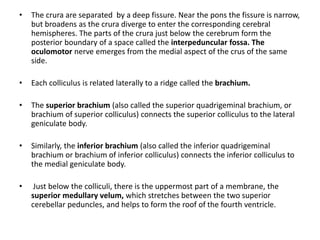 • The crura are separated by a deep fissure. Near the pons the fissure is narrow,
but broadens as the crura diverge to enter the corresponding cerebral
hemispheres. The parts of the crura just below the cerebrum form the
posterior boundary of a space called the interpeduncular fossa. The
oculomotor nerve emerges from the medial aspect of the crus of the same
side.
• Each colliculus is related laterally to a ridge called the brachium.
• The superior brachium (also called the superior quadrigeminal brachium, or
brachium of superior colliculus) connects the superior colliculus to the lateral
geniculate body.
• Similarly, the inferior brachium (also called the inferior quadrigeminal
brachium or brachium of inferior colliculus) connects the inferior colliculus to
the medial geniculate body.
• Just below the colliculi, there is the uppermost part of a membrane, the
superior medullary velum, which stretches between the two superior
cerebellar peduncles, and helps to form the roof of the fourth ventricle.
 