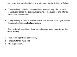 • For convenience of description, the midbrain may be divided as follows
A. The part lying behind a transverse line drawn through the cerebral
aqueduct is called the tectum. It consists of the superior and inferior
colliculi of the two sides.
B. The part lying in front of the transverse line is made up of right and left
halves called the cerebral peduncles.
• Each peduncle consists of three parts. From anterior to posterior side
these are the
1. crus cerebri (or basis pedunculi),
2. the substantia nigra and
3. the tegmentum.
 