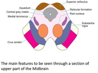 The main features to be seen through a section of
upper part of the Midbrain
 
