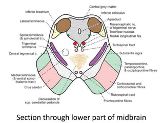 Section through lower part of midbrain
 