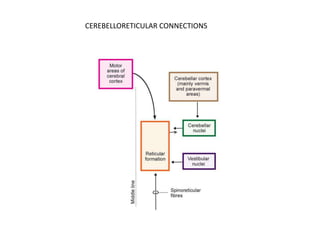 CEREBELLORETICULAR CONNECTIONS
 