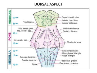 DORSAL ASPECT
 