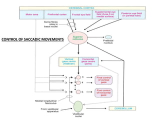 CONTROL OF SACCADIC MOVEMENTS
 
