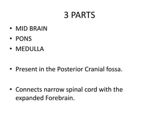 3 PARTS
• MID BRAIN
• PONS
• MEDULLA
• Present in the Posterior Cranial fossa.
• Connects narrow spinal cord with the
expanded Forebrain.
 