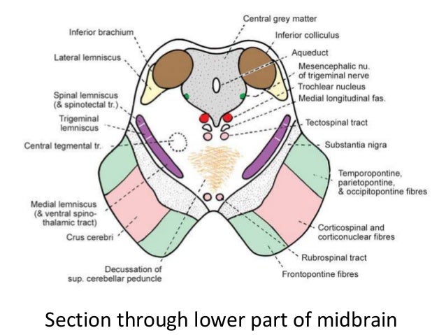 The brainstem