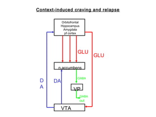 VTA
Orbitofrontal
Hippocampus
Amygdala
pf cortex
n.accumbens
VP
D
A
DA
GABA
GLU
GLU
GABA
out
Context-induced craving and relapse
 