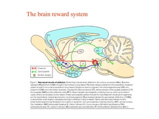 The brain reward system
 