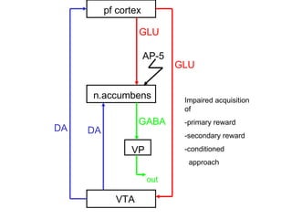 pf cortex
n.accumbens
VTA
VP
DA DA
GLU
GLU
out
AP-5
Impaired acquisition
of
-primary reward
-secondary reward
-conditioned
approach
GABA
 