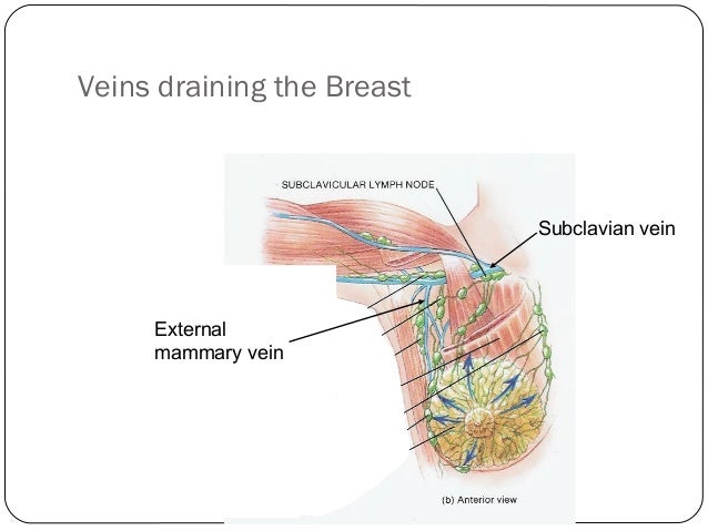 Best of Veins showing in breasts breasts Veins showing in