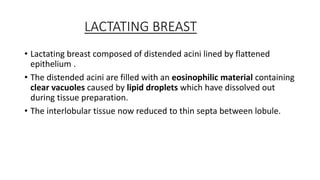THE BREAST(MAMMERY GLAND].pptx